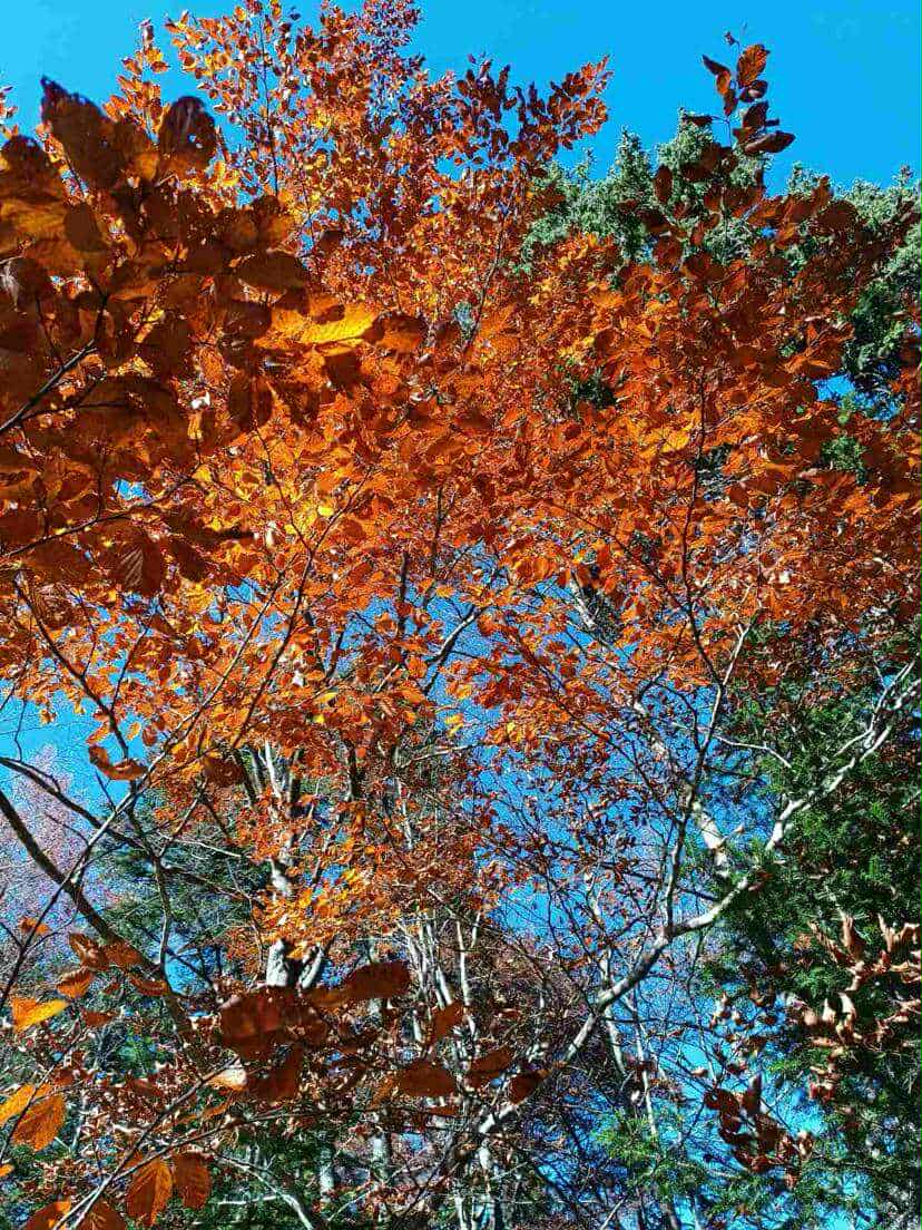 8e08af9a-3067-480a-bc3b-9f0fe2925895